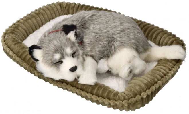 Husky d'Alaska en peluche à couper le souffle