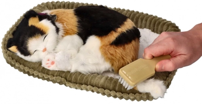 Adopte-moi petit chaton tricolore respirant