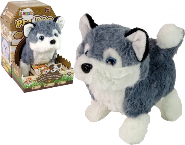 chien husky en peluche interactif – marche, remue la queue et émet des sons