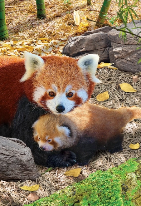 Puzzle Sauvez Notre Planète : Panda Roux XL 250 pièces