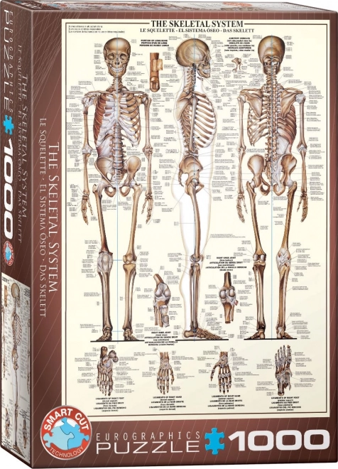 Puzzle Système Squelettique 1000 pièces
