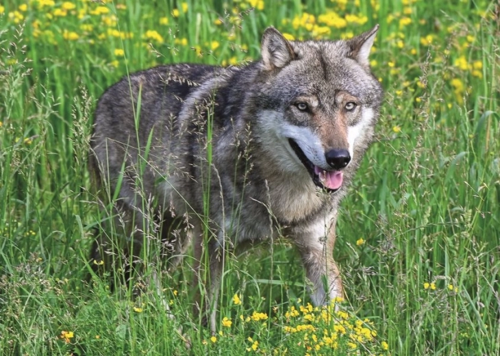 Ravensburger puzzle loup intrépide 1000 pièces