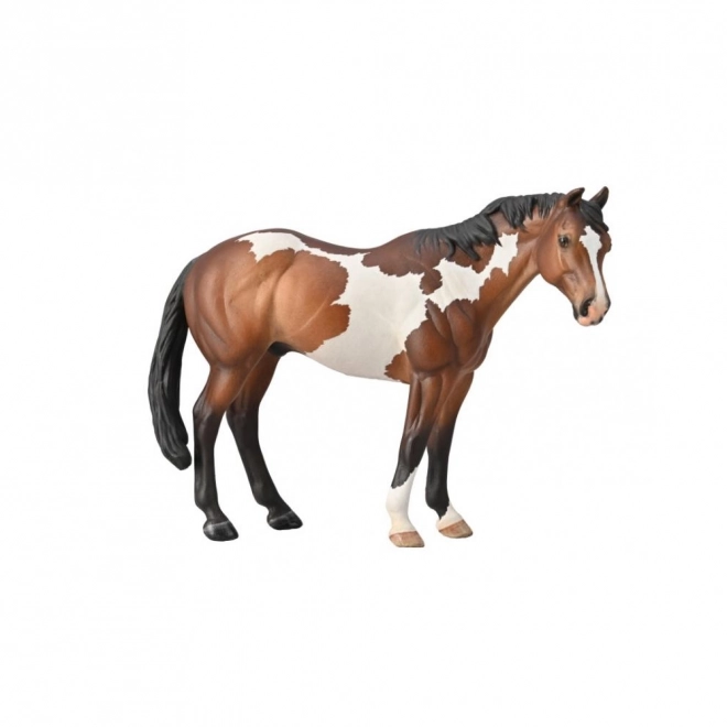 Étalon Appaloosa Bay Overo Paint