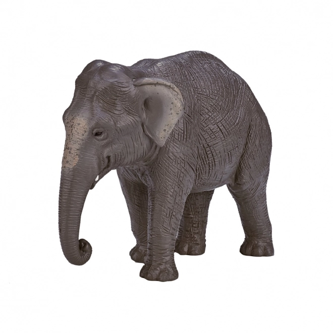 Mojo Éléphant indien