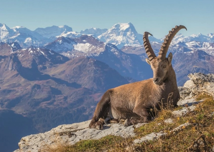 Puzzle Ravensburger Chamois dans la vallée de Toggenburg 1000 pièces