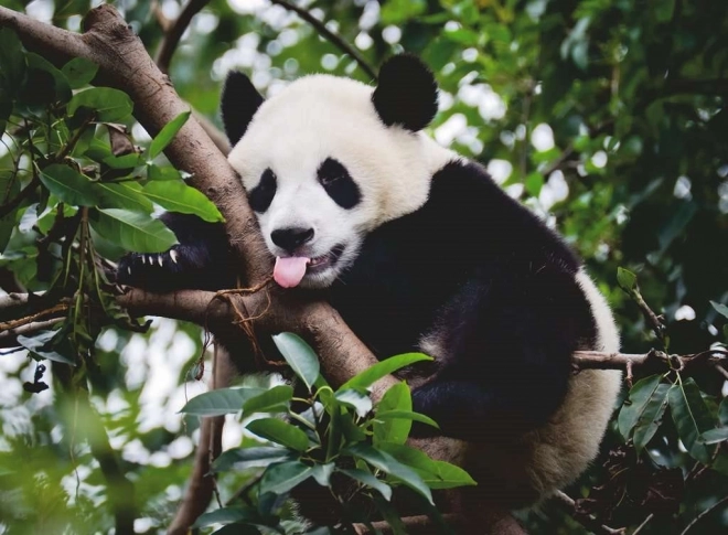 Puzzle panda de Ravensburger 500 pièces