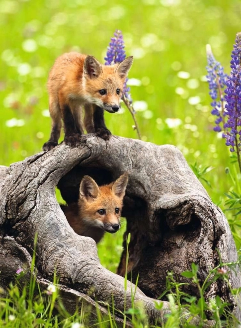 RAVENSBURGER puzzle renards curieux xxl 300 pièces