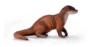 COLLECTA Loutre commune