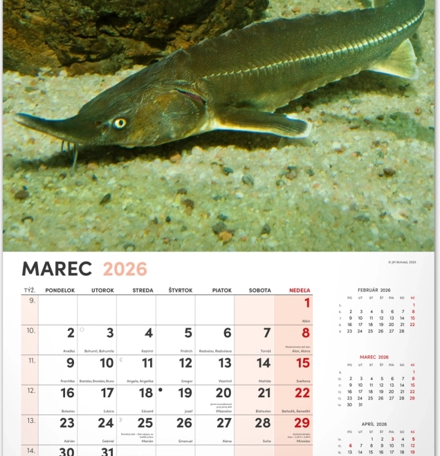 Calendrier mural Pêcheur 2026