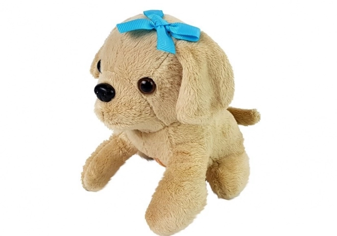 Kit vétérinaire avec chien et transporteur