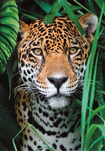 Puzzle 500 pièces jaguar dans la jungle CLEMENTONI
