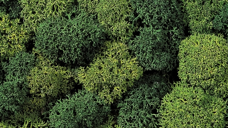 Mousse décorative vert clair et vert foncé