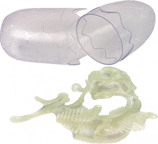 Anatomie détaillée