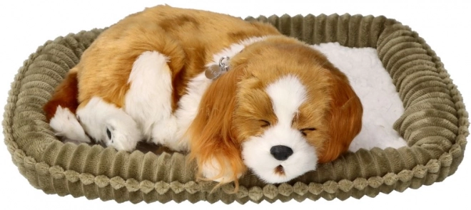 Chiot Cavalier respirant
