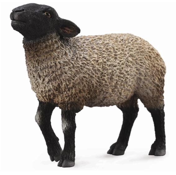 Mouton Suffolk