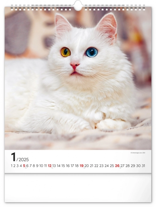 Calendrier mural Chats 2025, 30 × 34 cm