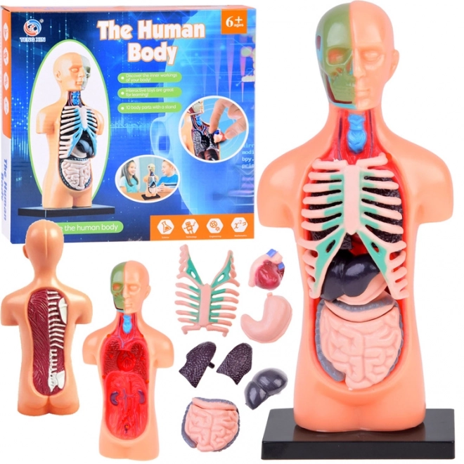 Modèle éducatif du corps humain avec organes