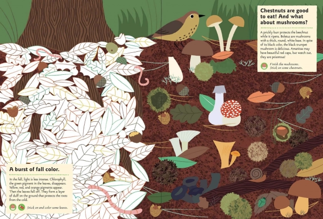 Chronicle Books Livre d'activités avec autocollants Ma nature Dans la forêt