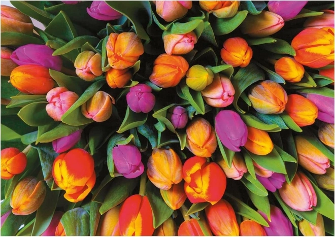 Puzzle Piatnik Tulipes 1000 pièces
