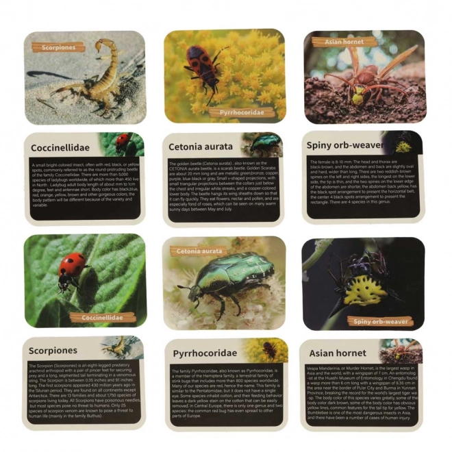 Ensemble éducatif archéologique Insectes dans l'Ambre
