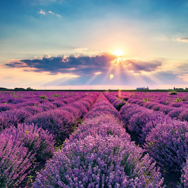 Calendrier à notes Provence 2026