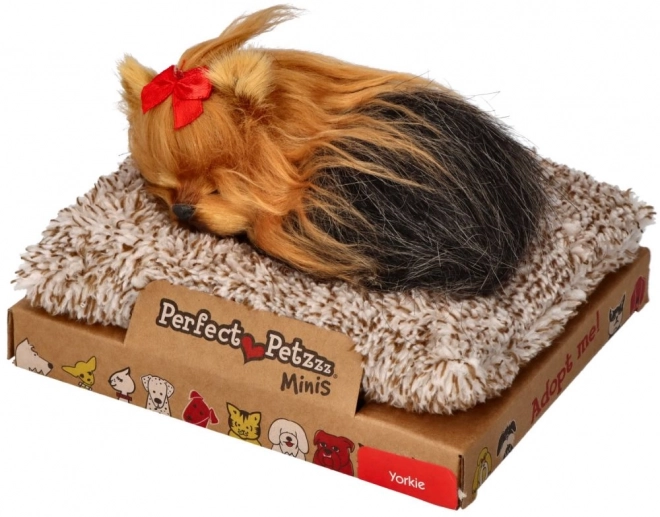 Le parfait petit compagnon chiot York