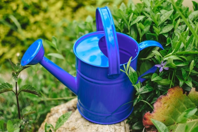 Arrosage délicat des plantes
