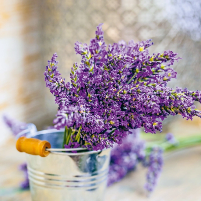 Le parfum de la lavande à portée de main