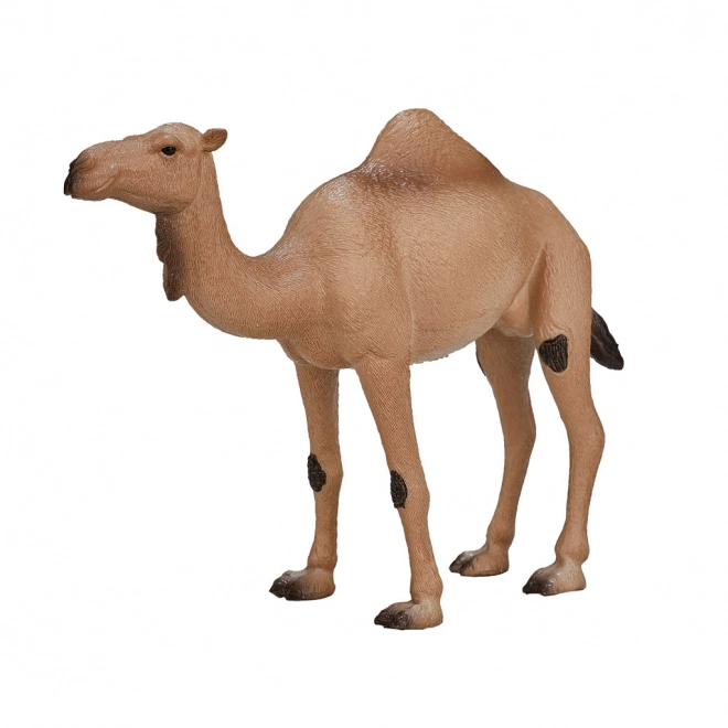 Mojo Animal Planet Dromadaire
