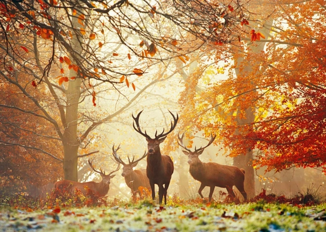 Puzzle HEYE Forêts Enchantées : Cerfs 1000 pièces