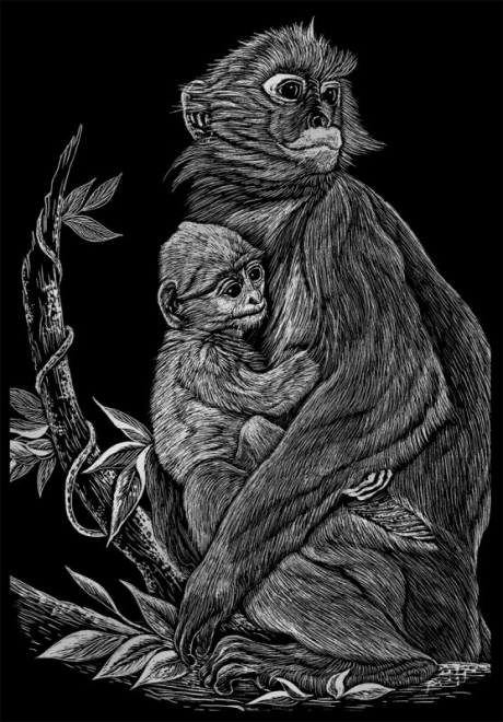 ROYAL & LANGNICKEL Illustrations à gratter en bloc Animaux sauvages