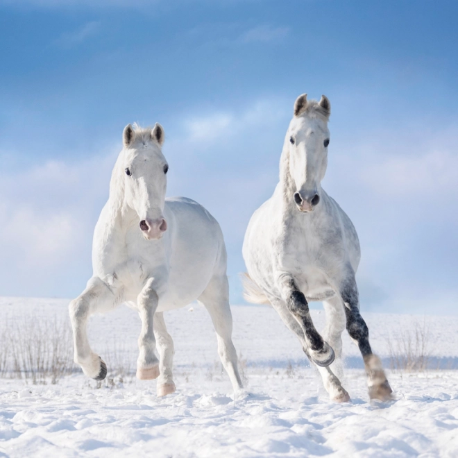 NOTIQUE Calendrier de notes Chevaux – Christiane Slawik 2025, 30 x 30 cm