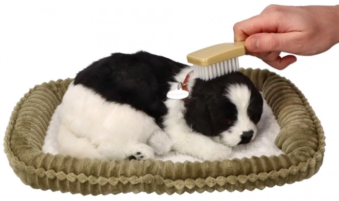 Chiot Border Collie respirant à adopter