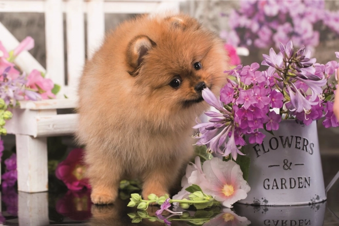 Puzzle animaux mignons : chiot curieux 54 pièces TREFL