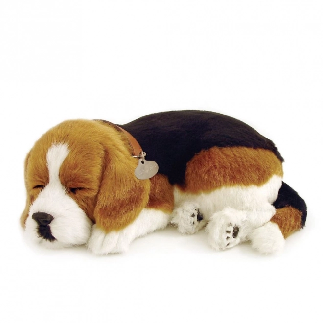Chiot Beagle Respira Perfect Petzzz