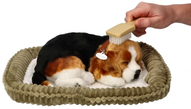 Chiot Beagle Respira Perfect Petzzz