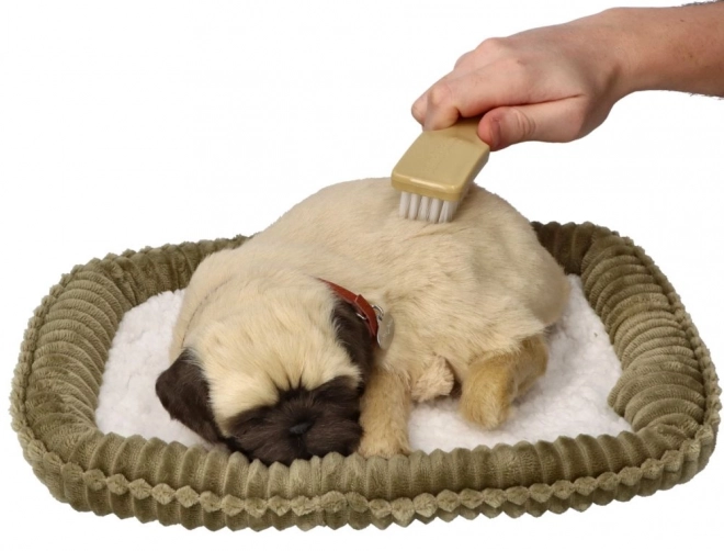 Chiot respirant carlin Perfect Petzzz