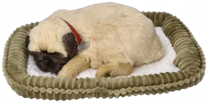 Chiot respirant carlin Perfect Petzzz