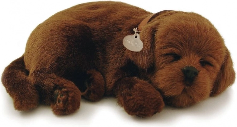 Effet apaisant d’un chiot endormi