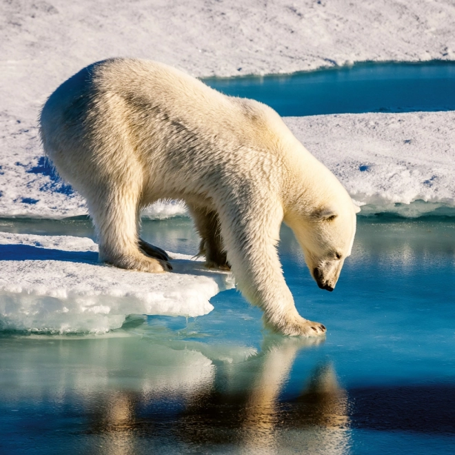 Calendrier de notes Animaux Sauvages 2026