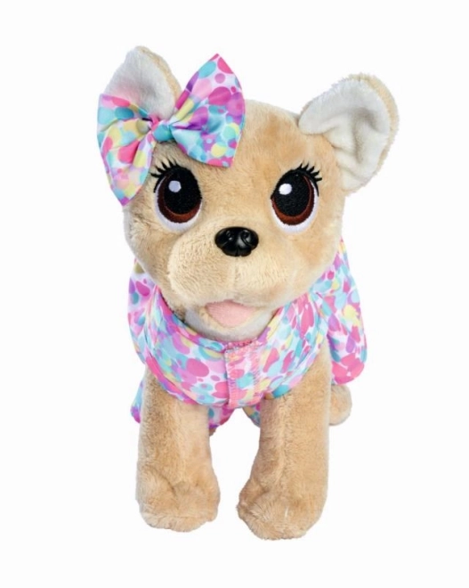 CCL Chien Chihuahua Bonbon