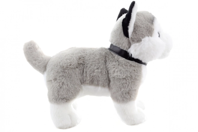 Husky en peluche avec laisse