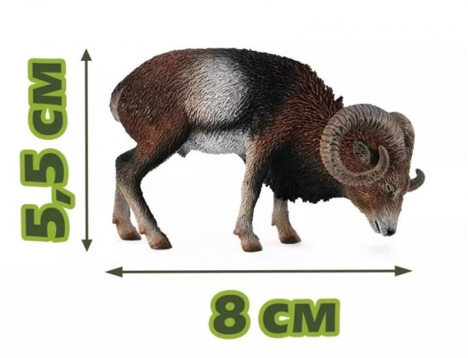 Mouflon européen