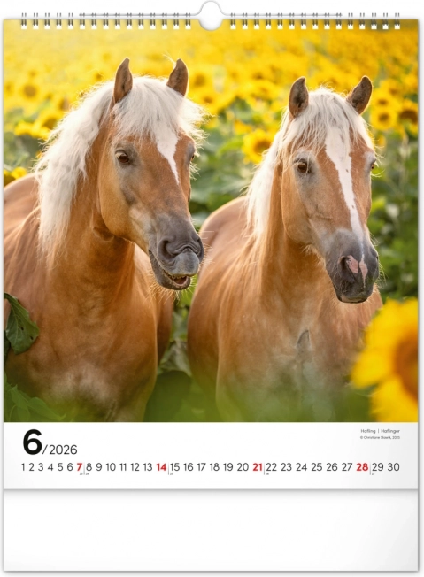 Calendrier mural Chevaux 2026