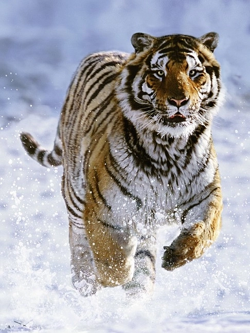 Puzzle Ravensburger Tigre en hiver 500 pièces