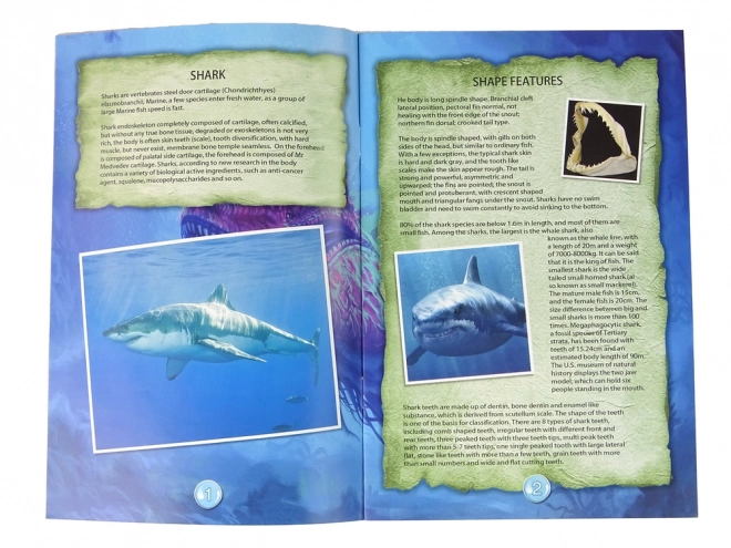 Kit éducatif Exploration des océans - Requin et trilobites