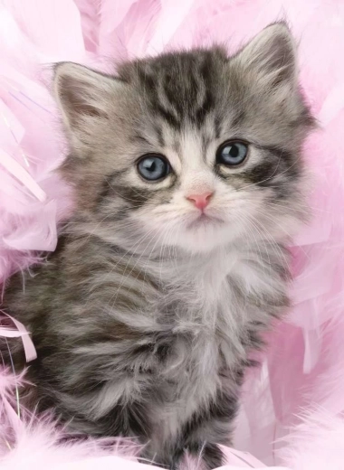 Puzzle Chaton Mignon 500 pièces
