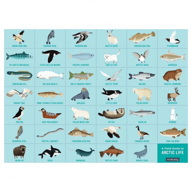 Puzzle Mudpuppy Assembler et chercher : Vie en Arctique