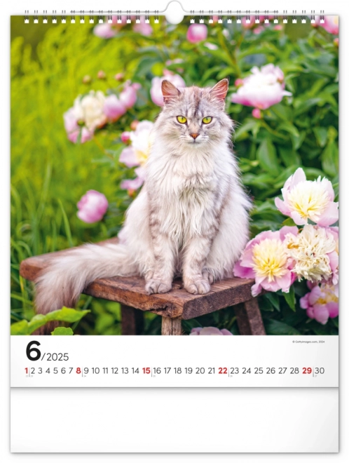 Calendrier mural Chats 2025, 30 × 34 cm
