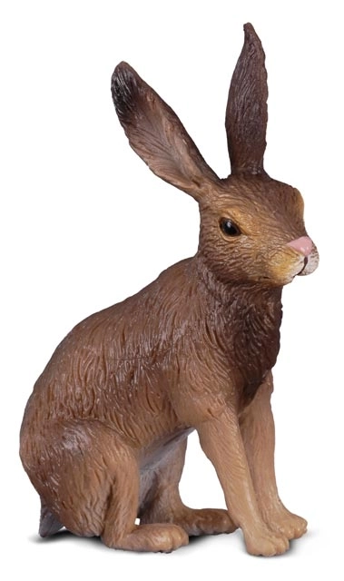 Lièvre de champ